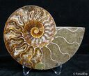 Inch Split Ammonite Pair #2636-4